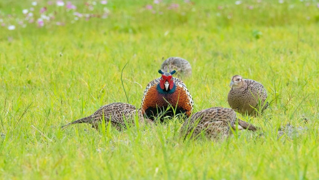 Vibrant pheasant flock in a lush meadow, showcasing natural beauty and birdwatching appeal.