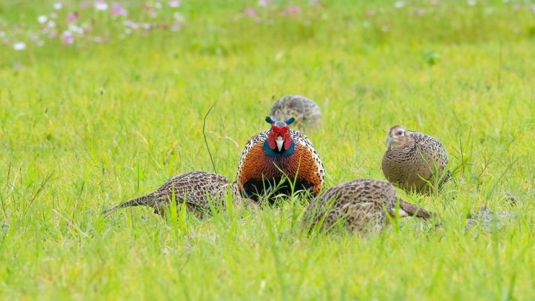 Vibrant pheasant flock in a lush meadow, showcasing natural beauty and birdwatching appeal.