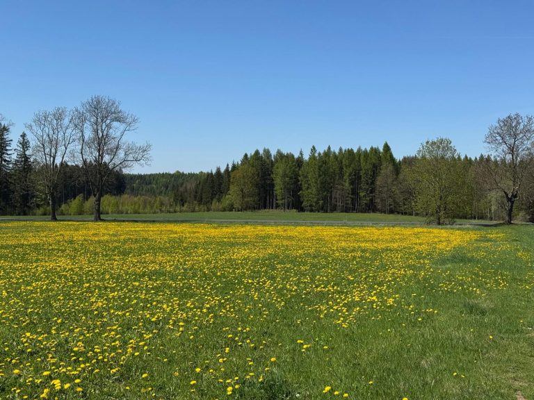 Rozkvetlá jarní louka — Myslivecký spolek Jiskra Rumburk