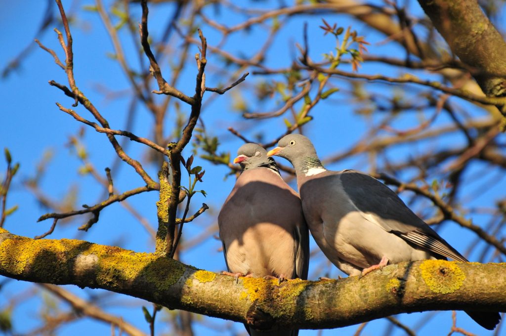 Close-up of two wood pigeons relaxing on a mossy tree branch in springtime.