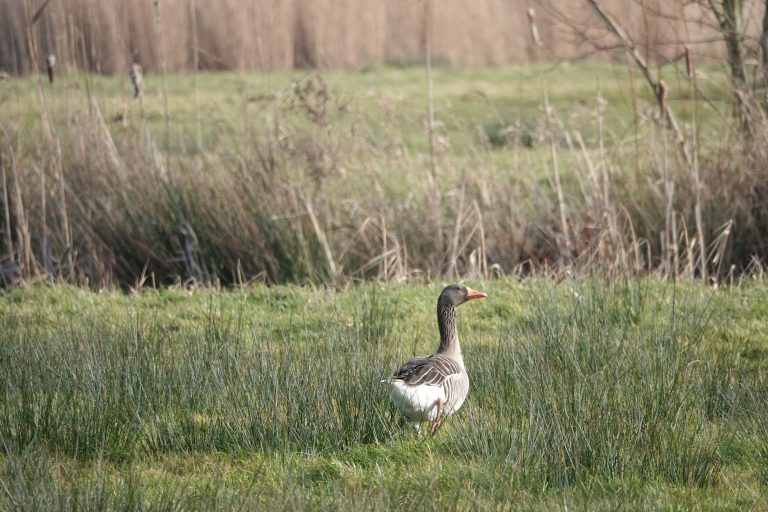 A solitary Greylag Goose wanders peacefully across a lush wetland, surrounded by tall grasses.