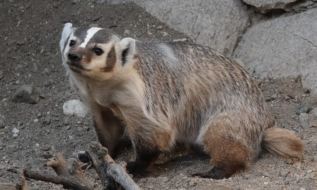 Close-up of an American Badger exploring rocky terrain in Palm Desert, California.