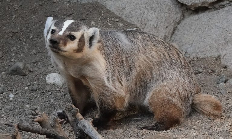 Close-up of an American Badger exploring rocky terrain in Palm Desert, California.