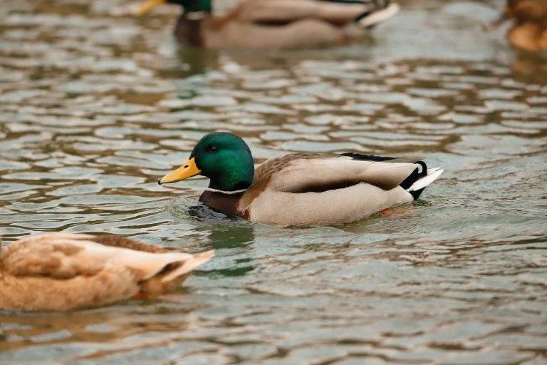 A group of mallard ducks swimming gracefully in a serene winter pond scene.