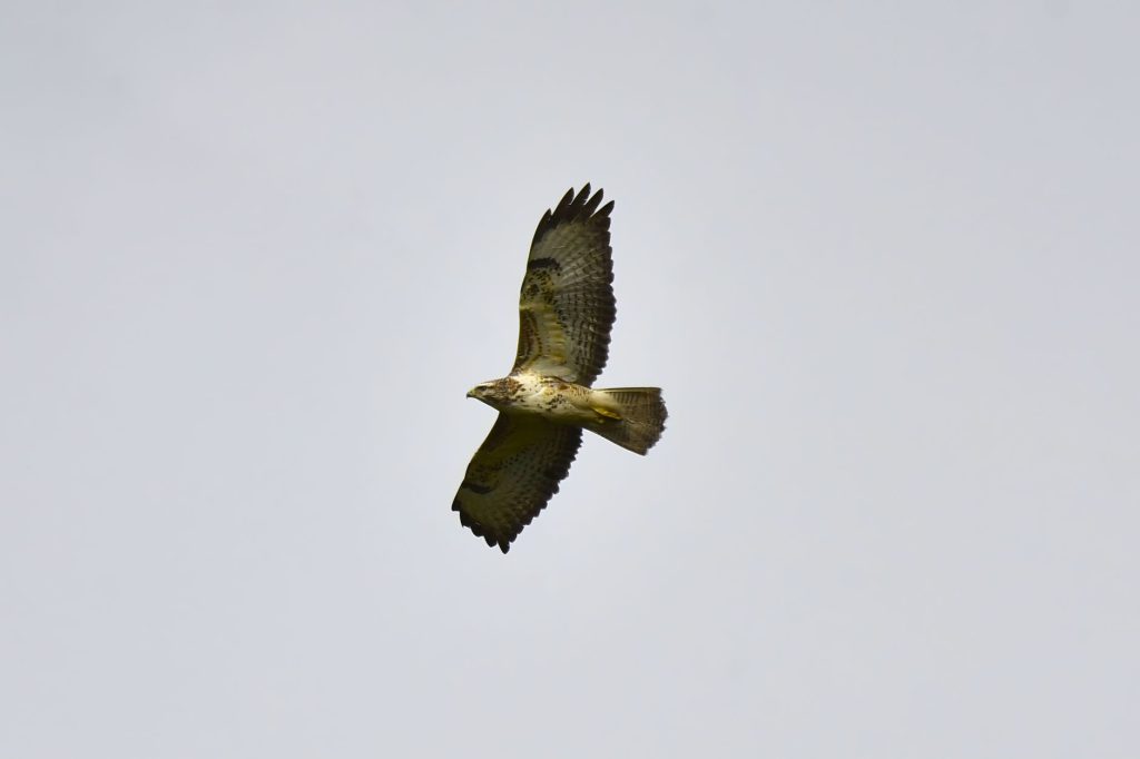 Common buzzard (Buteo buteo) in flight with clear sky background.