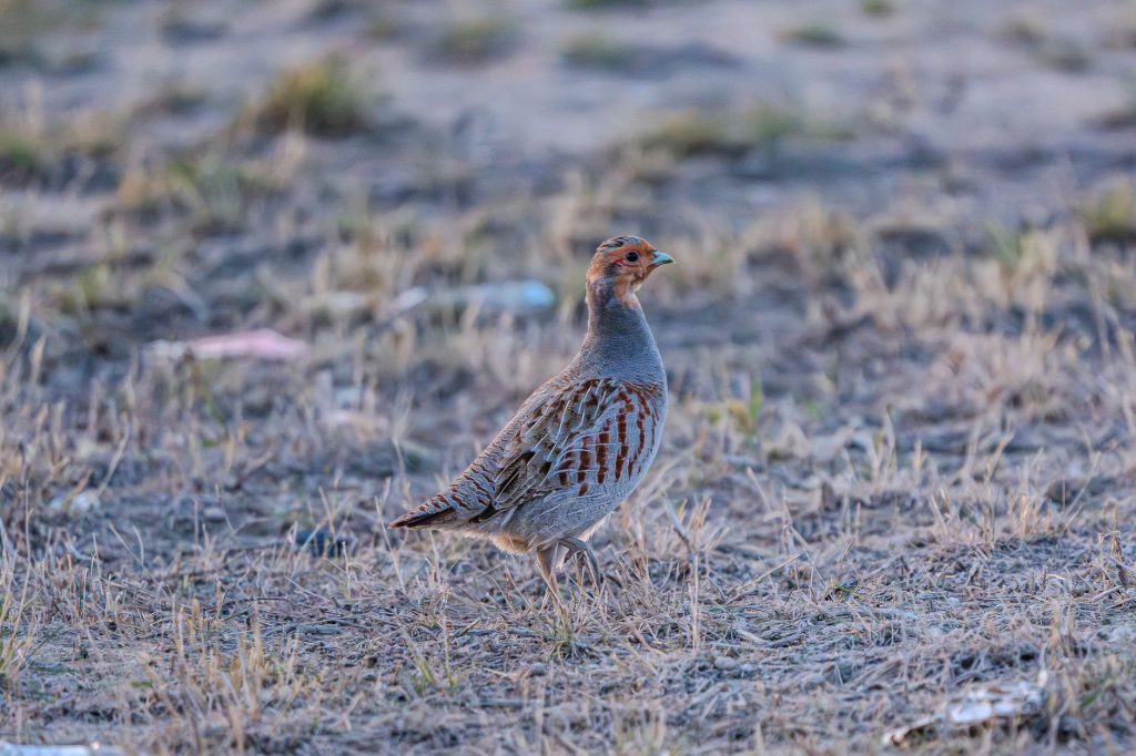 A grey partridge stands alert on dry grassland, showcasing its natural habitat and plumage.