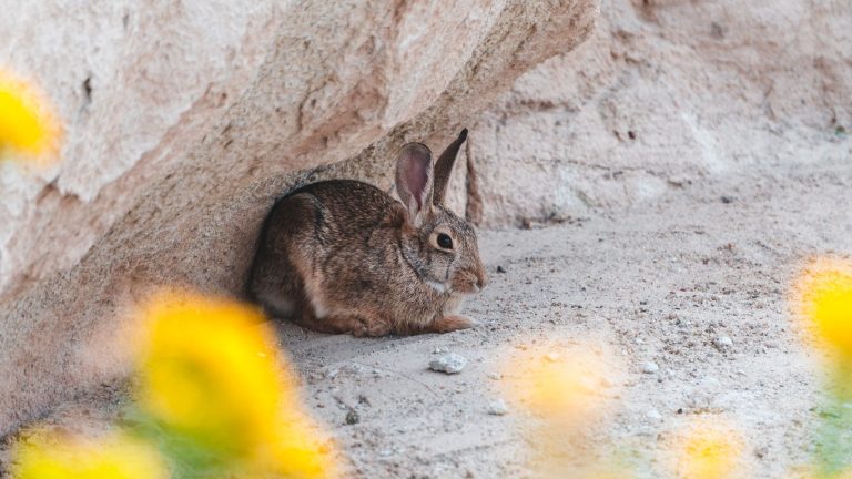 Wild rabbit resting under a rock in a desert landscape with vibrant yellow flowers.