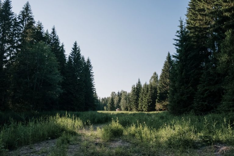 Serene forest glade bordered by lush evergreen trees under a clear blue sky.
