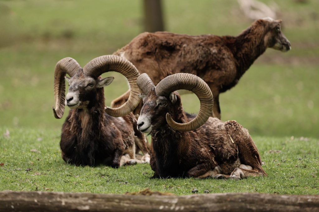 Two mouflons with impressive horns relaxing in a lush green meadow.