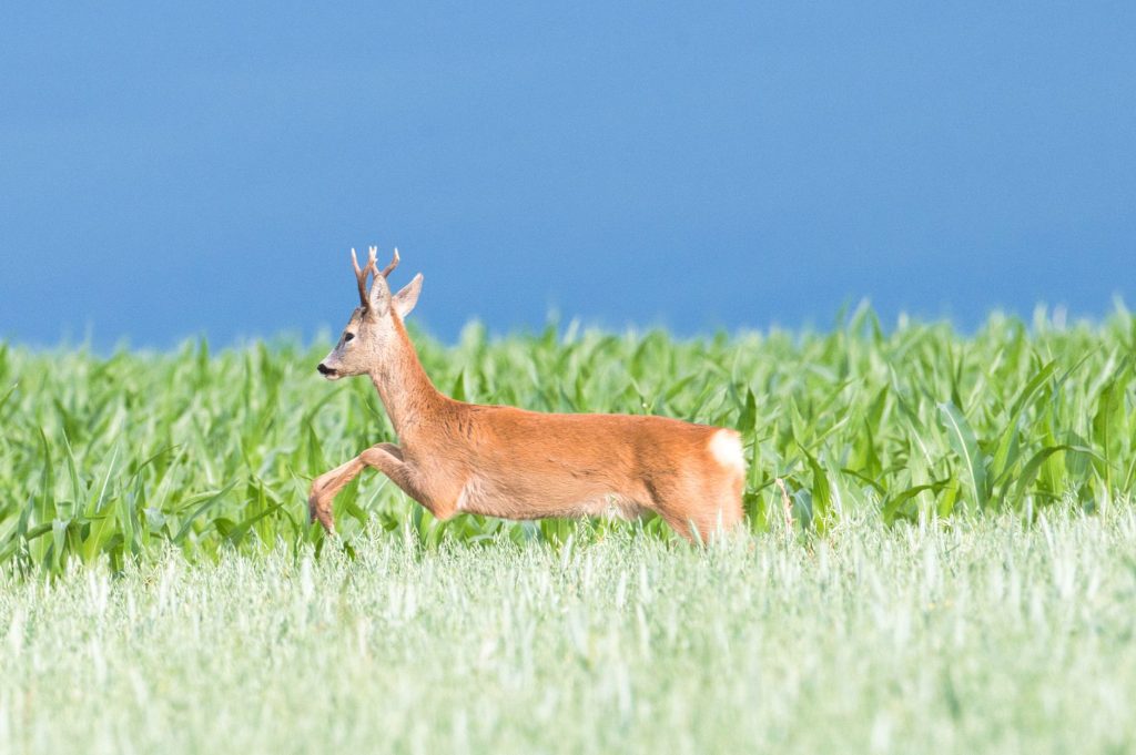A graceful roe deer prancing through a lush green field under a blue sky in Slovakia.