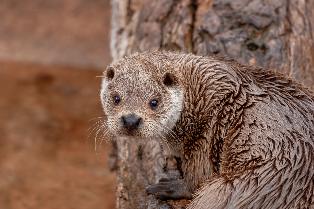 Detailed close-up of a wet otter perched on tree bark, showcasing its furry texture.
