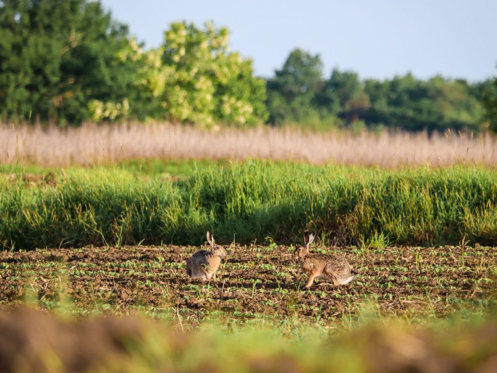 Two wild hares spotted in a lush summer field, capturing rural wildlife scenery.