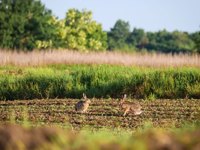 Two wild hares spotted in a lush summer field, capturing rural wildlife scenery.