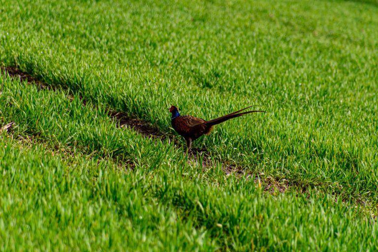 Vibrant pheasant in lush green field in Coesfeld, Germany.