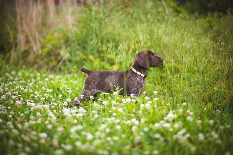 Adorable German Shorthaired Pointer puppy standing in a lush meadow filled with white flowers.